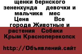 щенки бернского зененхунда. 2 девочки и 2 мальчика(2 мес.) › Цена ­ 22 000 - Все города Животные и растения » Собаки   . Крым,Красноперекопск